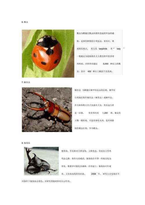 关于昆虫的资料