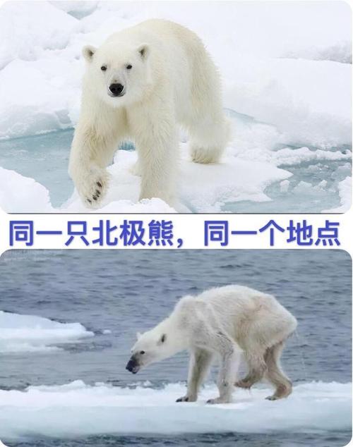 北极熊寿命
