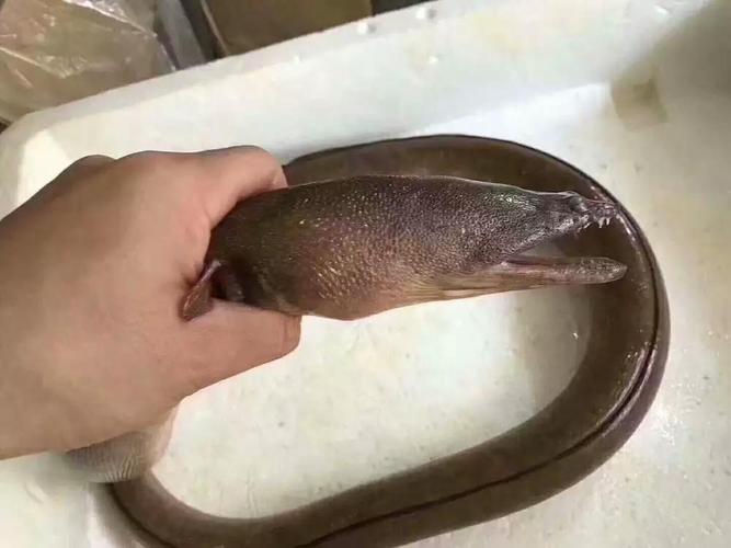 土龙鱼是什么鱼