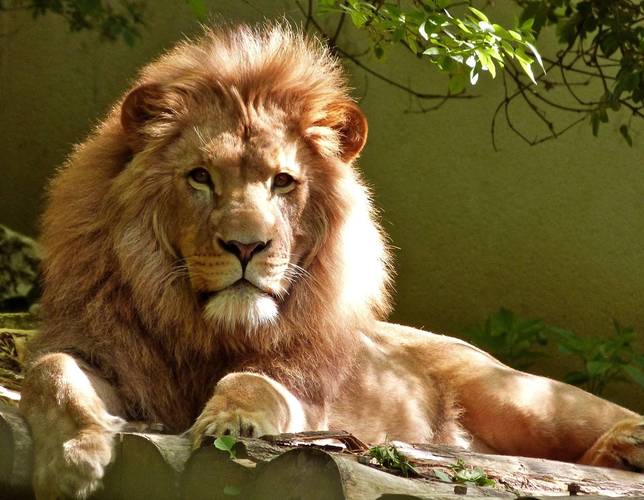 狮子属于什么科类动物