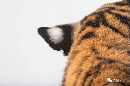 老虎的耳朵有什么作用