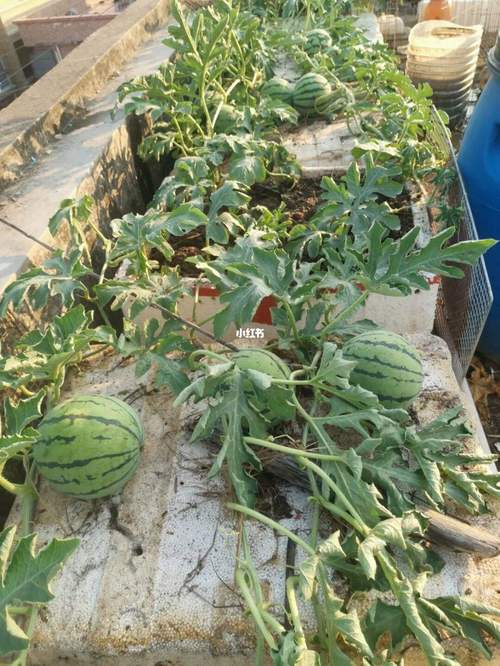 西瓜种植时间