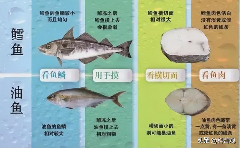 鳕鱼和银鳕鱼的区别
