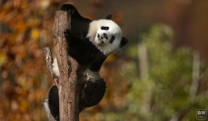 中华和熊猫哪个比较好的相关图片