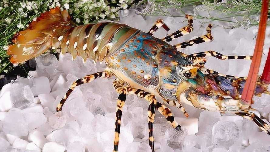 中华锦绣龙虾是不是保护动物的相关图片