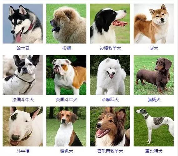狗品种名称的相关图片