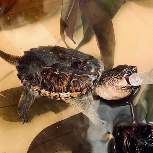 鳄龟怎么分公母的相关图片