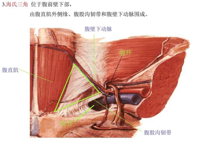 鼠蹊部和腹股沟区别的相关图片